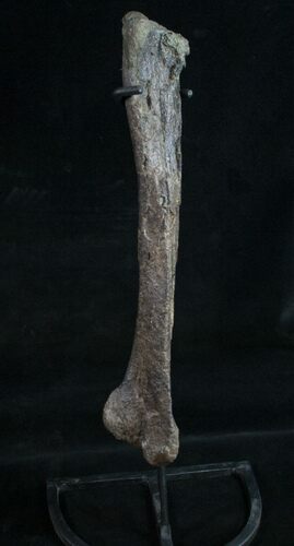Dryosaurus Tibia With Stand - Bone Cabin Quarry #10253